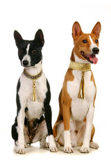 Two Basenjis on the white background