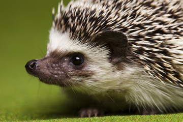 Autumnal animal, Hedgehog