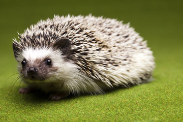 Autumnal animal, Hedgehog