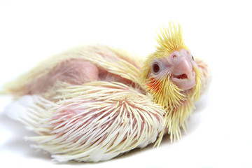 One Baby cocktails parakeet. Isolated on white