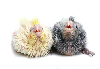 Two Baby cocktails parakeet. Isolated on white
