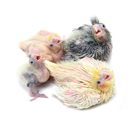 Four Baby cocktails parakeet. Isolated on white