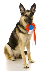 The East-european dog on the white background