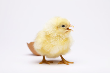 Young Chick