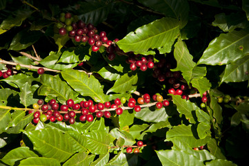 gr&atilde;os de caf&eacute;