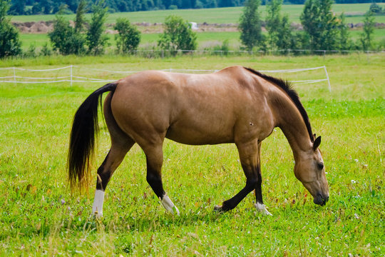 Brown horses on the green meadow