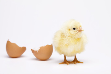 Chick and Egg