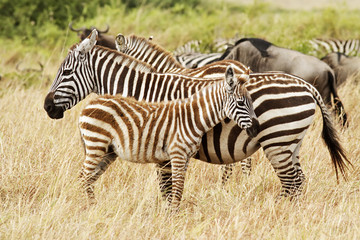 Fototapeta na wymiar Zebra Mother and Foal in Southwestern Kenya
