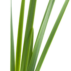 Obraz premium stalks
