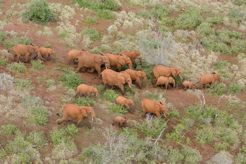 A herd of African elephants photographed from above
