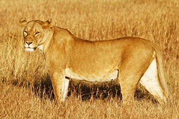 Lion on the Masai Mara in Southwestern Kenya