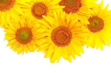 Beautiful yellow Sunflower background.