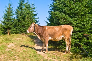Fototapeta na wymiar cow in a forest