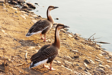 Swan geese