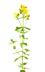 St John's wort
