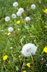 Dandelion flowers