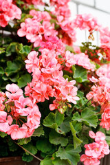 beauty pink geranium