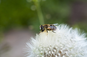 Dandelion flowers