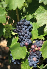 le temps des vendanges