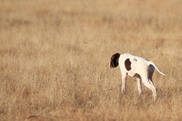 side view of young pointer pedigree dog