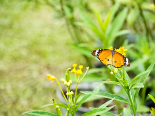 Plain Tiger butterfly