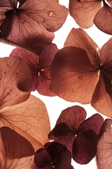 Foto auf Acrylglas Macro Blumen Nahaufnahme abstrakter Hintergrund