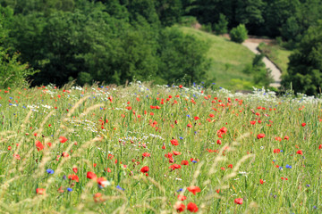 Flower meadow