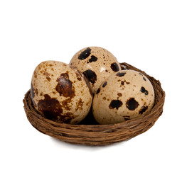Obraz premium quail eggs in the nest