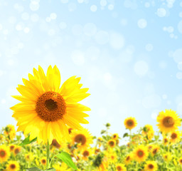 Obraz premium Sunflowers