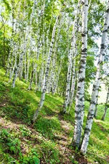 Fotobehang boslandschap met witte berken © zhang yongxin