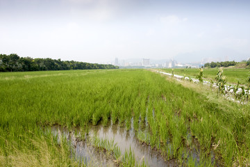 Obraz premium rice farm