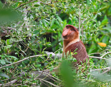proboscis monkey long nosed