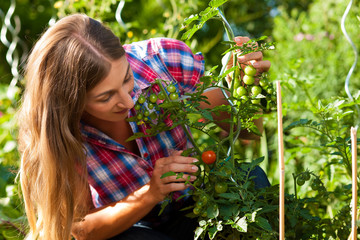 Gartenarbeit im Sommer - Frau erntet Tomaten
