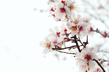 almond blossom