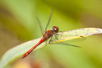 dragonfly