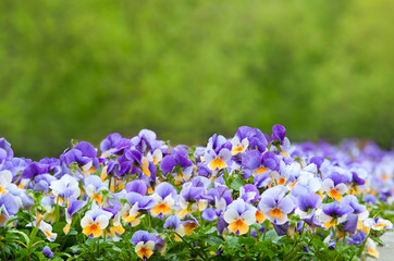 Purple and white pansies