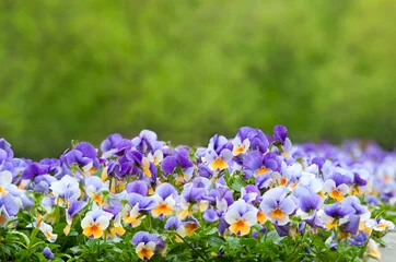 Peel and stick wall murals Pansies Purple and white pansies