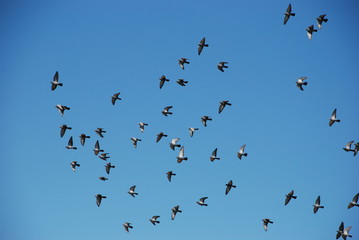 Freedom