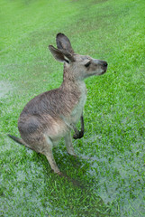 Naklejka na ściany i meble Soaked Kangaroo stopami ledwie widoczny