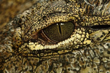 Zelfklevend Fotobehang Krokodil krokodil