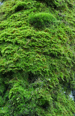 Fototapeta premium Birch bark with green moss nature background