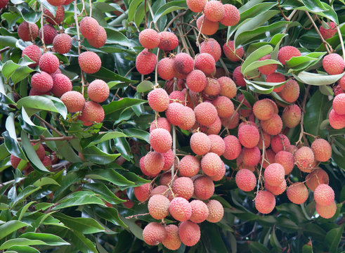 litchi