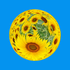 sunflowers planet