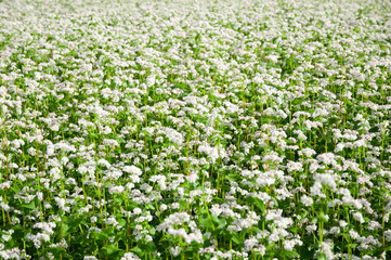 Obraz na płótnie Canvas Field with blossoming buckwheat.