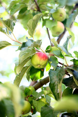 apple tree