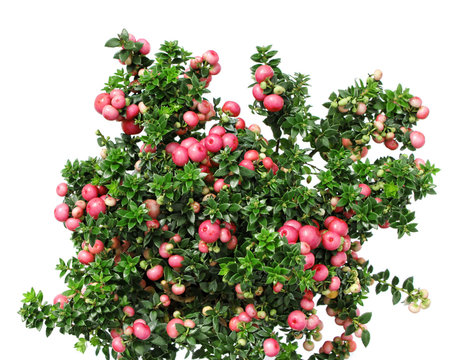 Christmas evergreen Pernettya plant