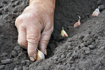 planting the garlic