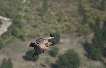 vautour