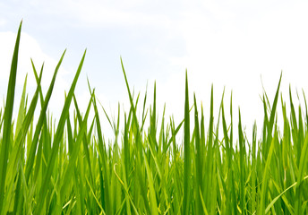 fresh spring green grass