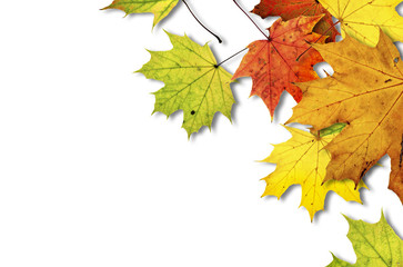 Maple leaves on white